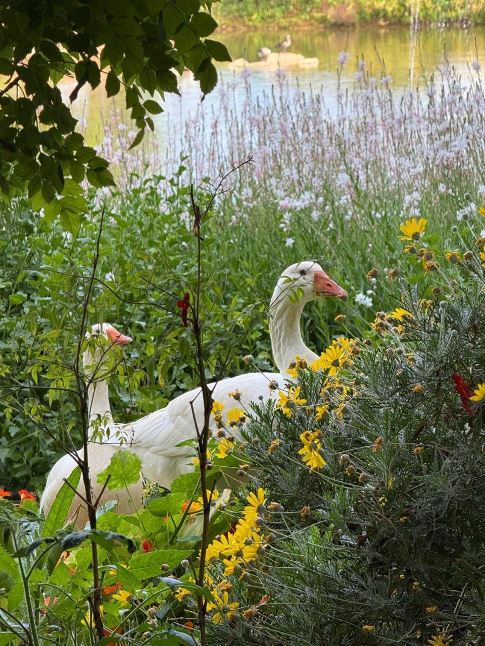 Middelplaas Paarl Guesthouse Esterno foto